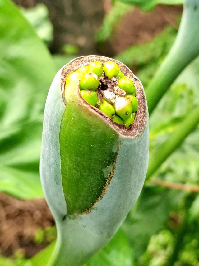 南昌珍奇植物園全攻略
