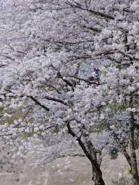 🌸濟州新山公園｜櫻花漫舞的夢幻樂園🌸