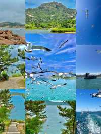 海驢島嘅海鷗太可愛喇！哦莫！包鍾意嘅！
