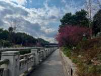 成都春日漫遊｜在浣花溪公園邂逅詩意與花開