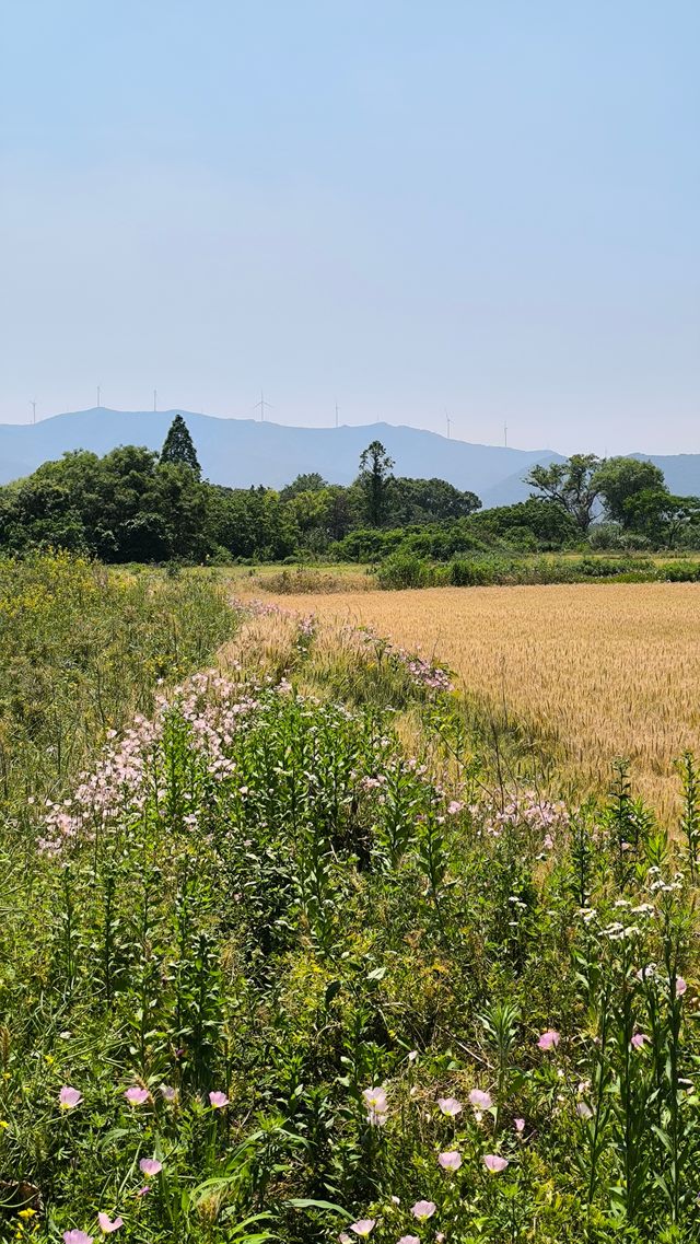 打卡太湖圖影濕地文化園