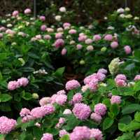 🌸江蘇人民公園的繡球花，美到讓人窒息啦！😍
