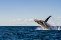 Snap Instant Live Photos on the Whale-Rich Shoreline