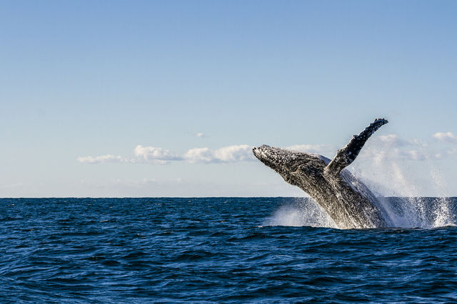 Snap Instant Live Photos on the Whale-Rich Shoreline