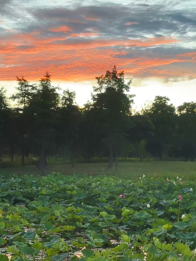 夏日漫遊計劃上海奉賢區8大原創景點攻略