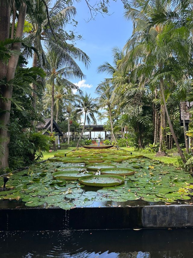 度假天堂蘇梅島的寧靜假期