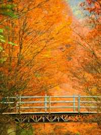 國家地理強力推薦光霧山紅葉4日遊