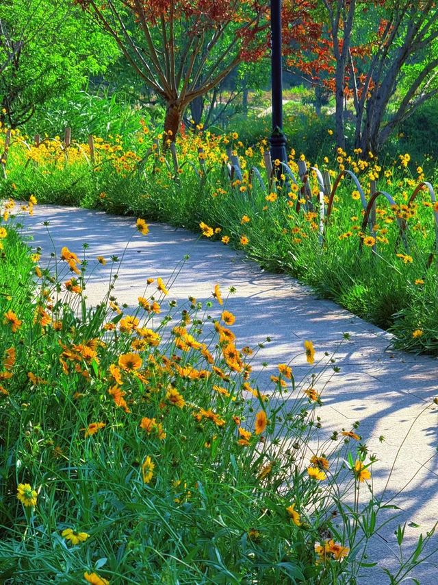 闖入莫奈花園！福州金雞菊盛宴