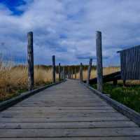 🌾 Lammassaari: A Walk Into Helsinki’s Wild Side