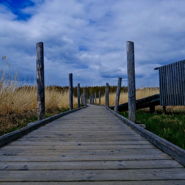 🌾 Lammassaari: A Walk Into Helsinki’s Wild Side