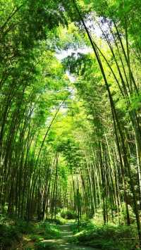 永川茶山竹海真絕了重慶人私藏的避暑秘境