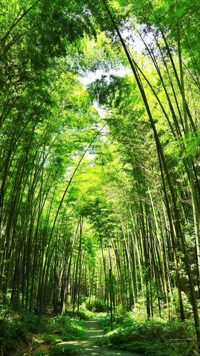 永川茶山竹海真絕了重慶人私藏的避暑秘境