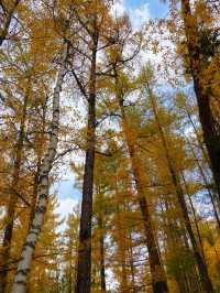 喀納斯河畔：秋日色彩的絕美盛宴