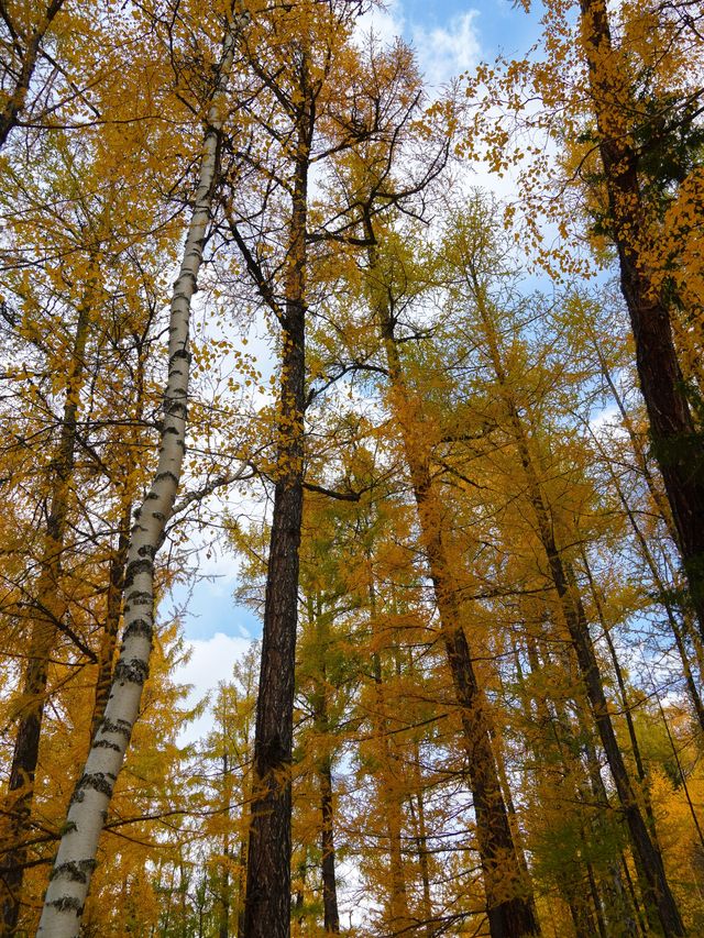 喀納斯河畔：秋日色彩的絕美盛宴