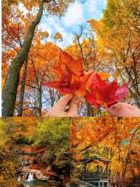 光霧山紅葉季｜中國紅葉第①山，私藏絕美賞秋秘境