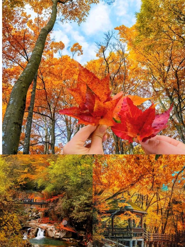 光霧山紅葉季｜中國紅葉第①山，私藏絕美賞秋秘境