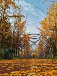 雁南公園金秋漫步指南