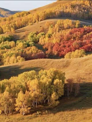 Arxan Golden Autumn Guide: The Ultimate Autumn Experience with Fewer Chinese Tourists and Stunning Scenery