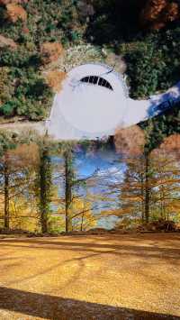 吸一口值千金！金錢松公園的秋天是天然氧吧