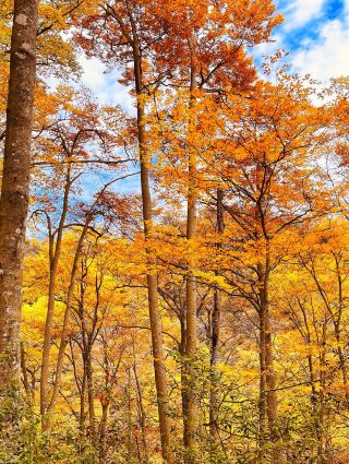 One-Day Trip to Enjoy Autumn at Laba River near Chengdu: Stunning Trail