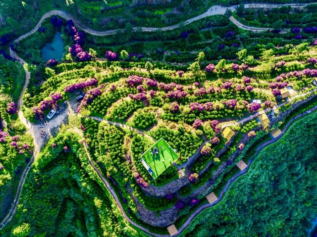 兩大茶園PK！貴州松桃vs廣東潮州，你更愛哪個？