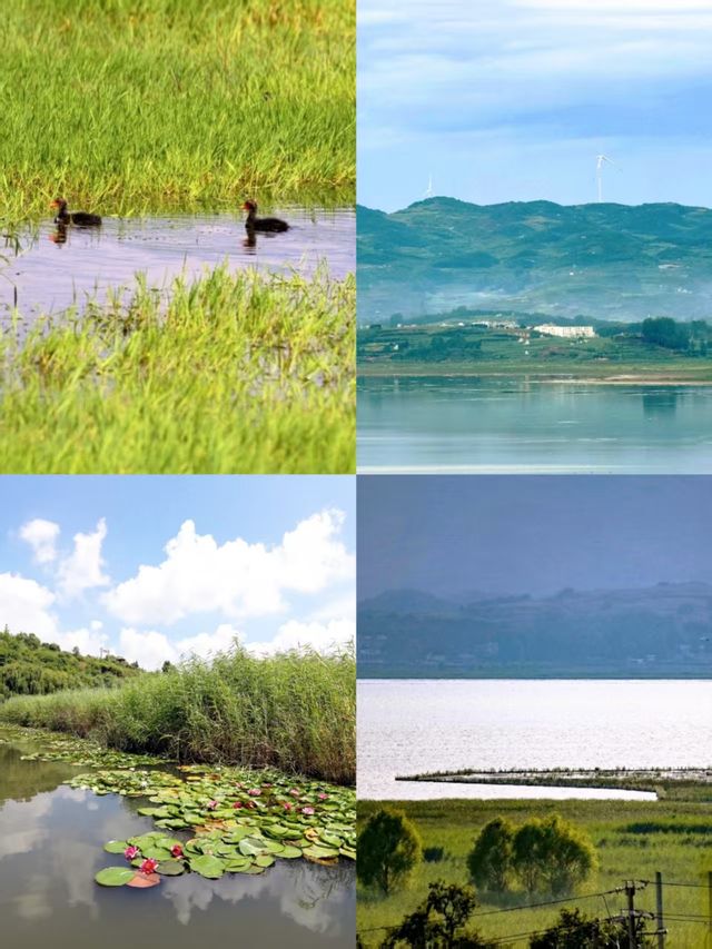 威寧草海高原上的夢幻水鄉,你去過嗎? 威寧草海高原上的夢幻水鄉,你去過嗎?