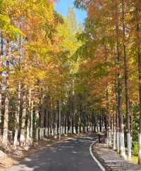 瀋陽世博園秋日漫遊｜治癒系吸氧之旅