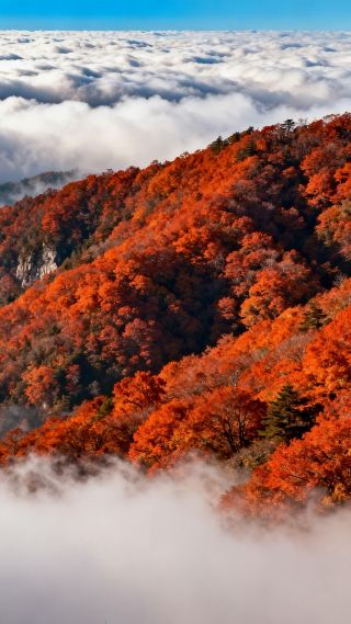 가을 동관 관음산 국가삼림공원 놀이공원 여행 가이드