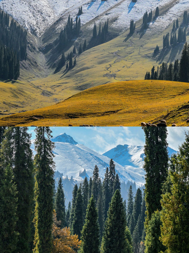 新疆庫爾德寧旅遊攻略｜天山腹地的秋色天花板