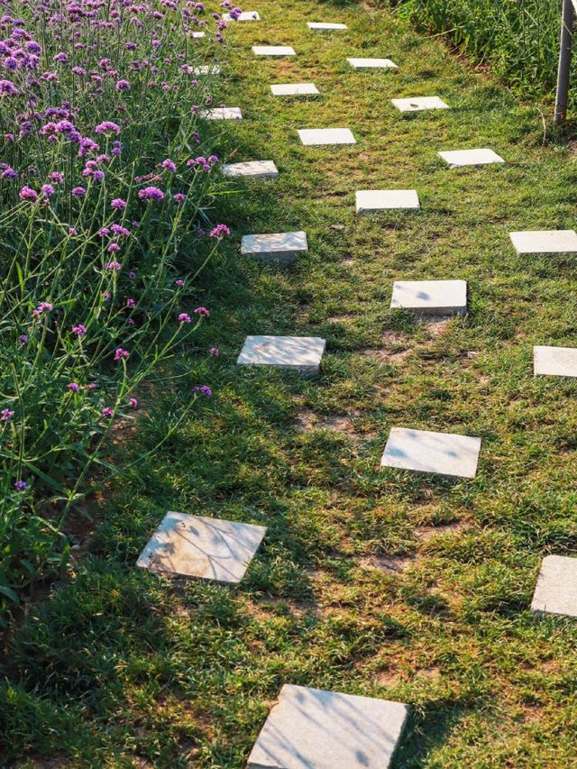 新鄉私藏！0.5h直達的紫色花海，治癒所有不開心