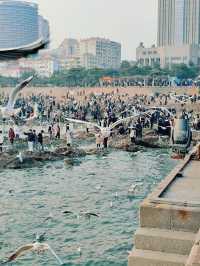 青島出遊之棧橋餵海鷗看落日