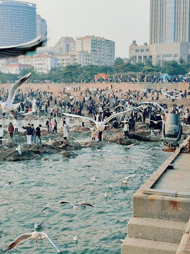 青島出遊之棧橋餵海鷗看落日