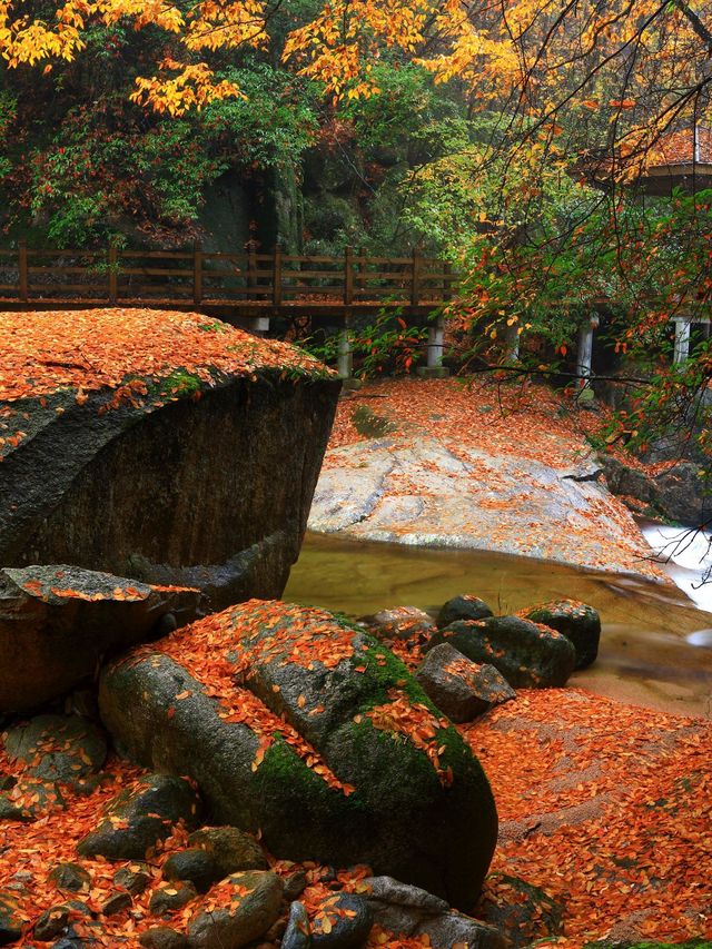 秋遊巴中包車遊也太治癒了吧