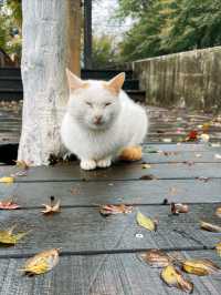 11月賞楓預警人少車少的紅葉秘境首公開！