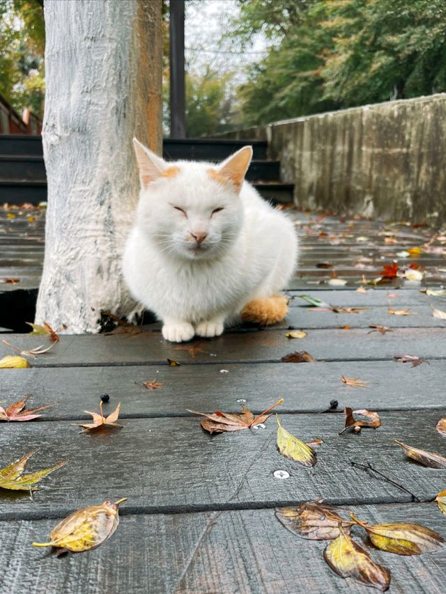 11月賞楓預警人少車少的紅葉秘境首公開！