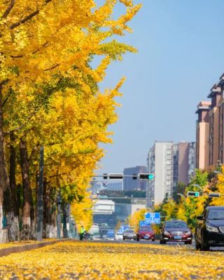 Come to Chengdu Shuangliu for a Ginkgo Date