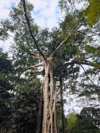 景邁山必打卡攻略|在雲海茶山中邂逅5個民族風情