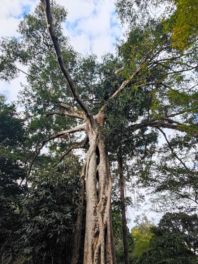 景邁山必打卡攻略|在雲海茶山中邂逅5個民族風情 景邁山必打卡攻略|在雲海茶山中邂逅5個民族風情