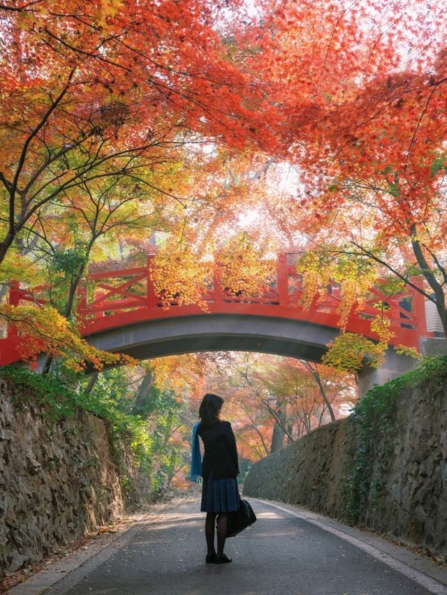 “오동나무 아름답다”라며 남경도시 가득 심었어요🍂