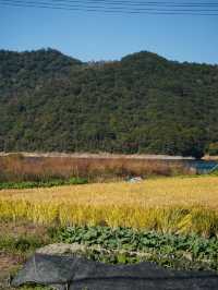 上海3h直達!初冬闖入畫龍村,在浙東古道邂逅瀑布梯田與治癒