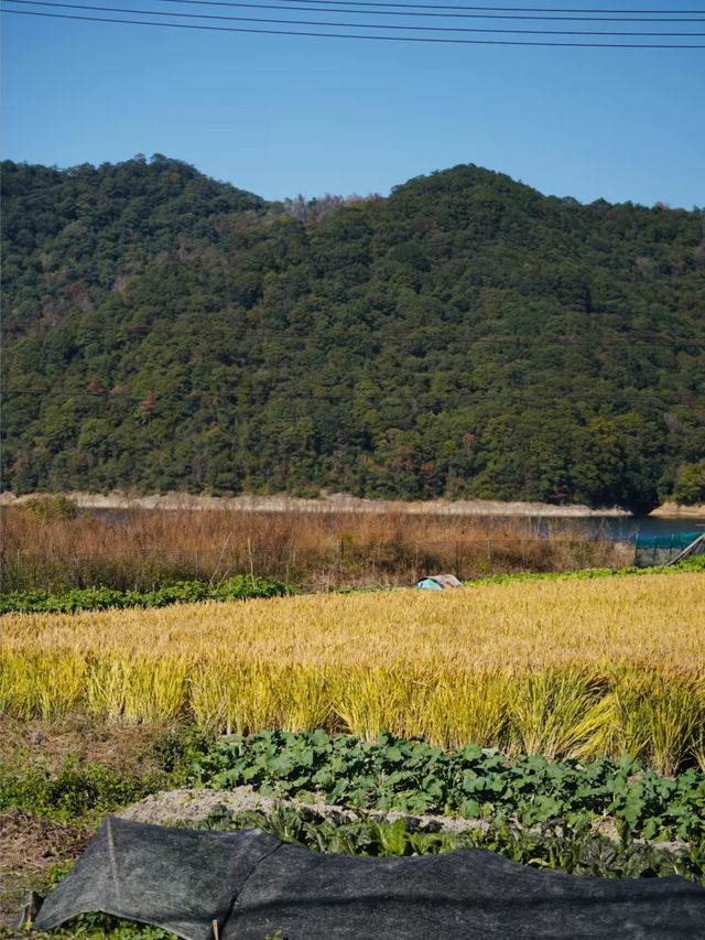 上海3h直達!初冬闖入畫龍村,在浙東古道邂逅瀑布梯田與治癒 上海3h直達!初冬闖入畫龍村,在浙東古道邂逅瀑布梯田與治癒