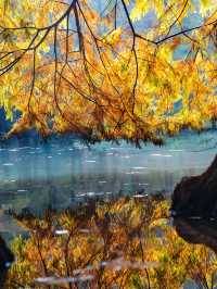 墜入油畫世界明孝陵落羽杉美到封神了