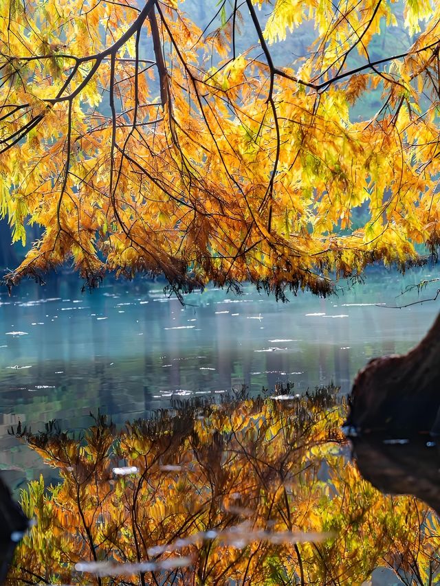 墜入油畫世界明孝陵落羽杉美到封神了