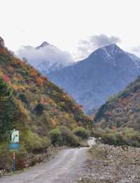 平武沙棘溝彩林形成了,付攻略!