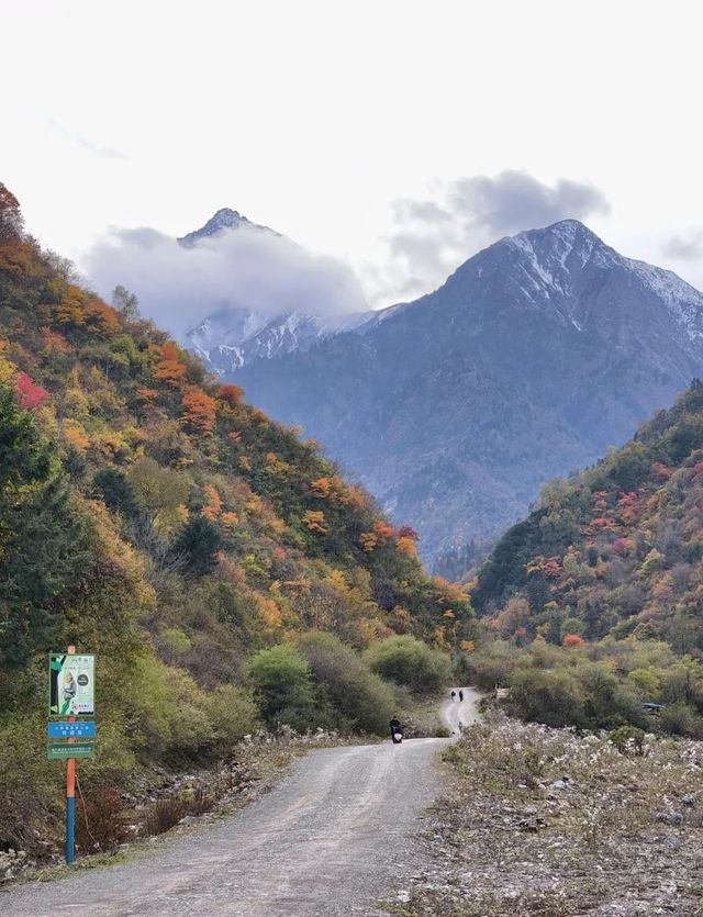 平武沙棘溝彩林形成了,付攻略! 平武沙棘溝彩林形成了,付攻略!