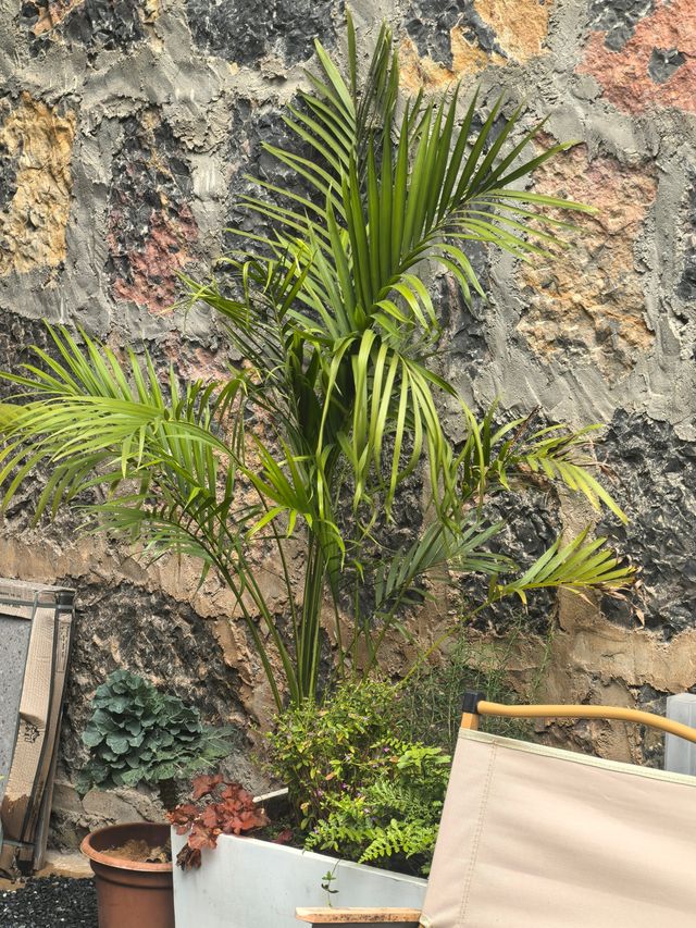 麗江不踩雷民宿！閱山觀景住著太上癮