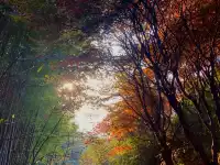 四明山蜘蛛嶺，秋日封神之作！