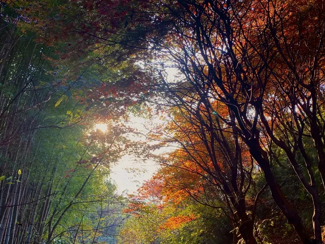 四明山蜘蛛嶺，秋日封神之作！