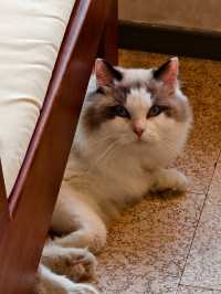 平潭這家海景民宿也太治癒了！面朝大海撸貓太幸福