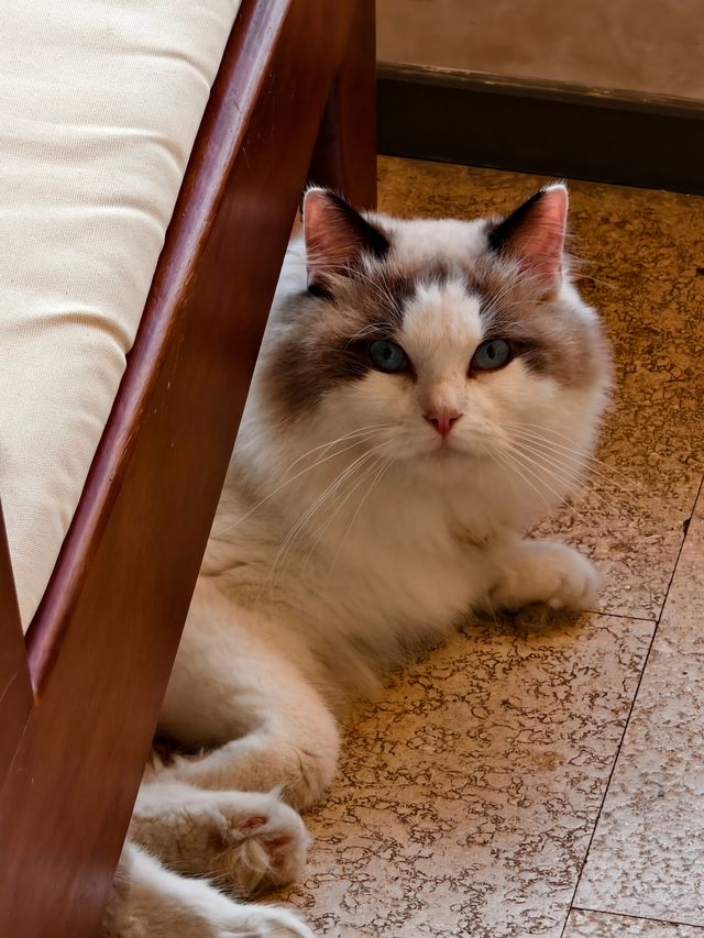 平潭這家海景民宿也太治癒了！面朝大海撸貓太幸福